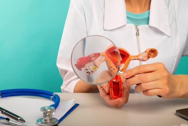 Mannelijke arts toont een model vrouwelijke voortplantingsorganen met behulp van vergrootglas Vroege diagnose en behandeling
