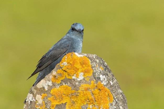 Mannelijke Blauwe rotslijster in bronst verenkleed op zijn favoriete baars in de natuur bij het eerste licht van de dageraad