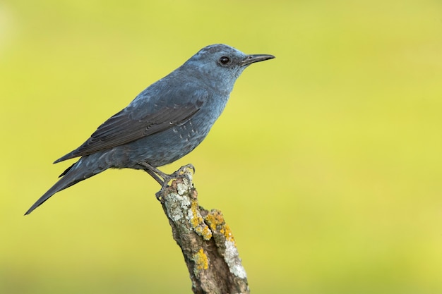 Mannelijke blauwe rotslijster in bronst verenkleed op zijn favoriete baars in de natuur bij het eerste licht van de dageraad