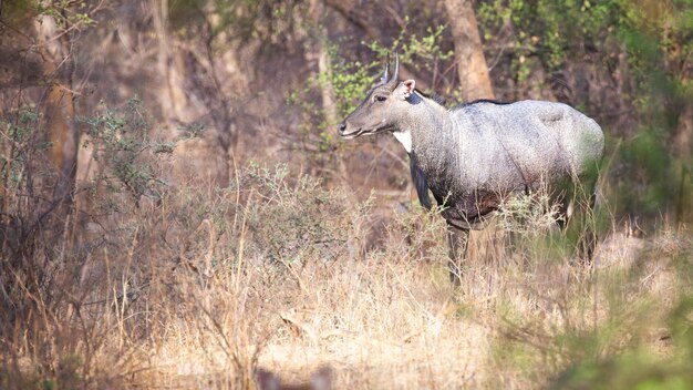 Foto mannelijke blauwe stier