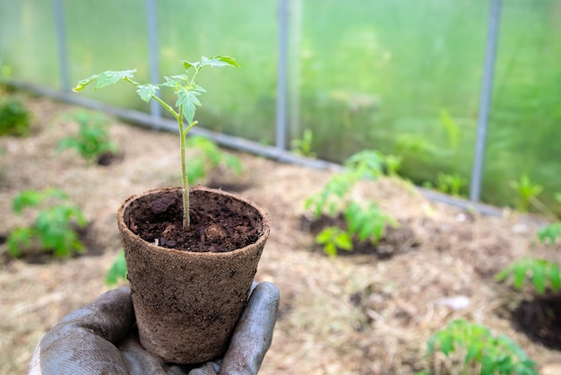 Mannelijke boer die biologische pot met tomatenplant houdt voordat hij in de grond plant.