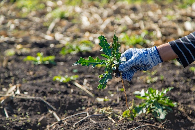 Mannelijke boer die onkruid bestrijdt Zaai distel Selectieve focus