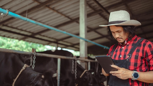 Mannelijke boer die tablet gebruikt voor het controleren van zijn vee en de kwaliteit van melk in het melkveebedrijf Landbouwindustrie landbouw en veeteeltconcept Koe op melkveebedrijf die hooi eet Koeienstal