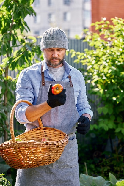 Mannelijke boer die verse tomaten plukt uit zijn broeikastuin