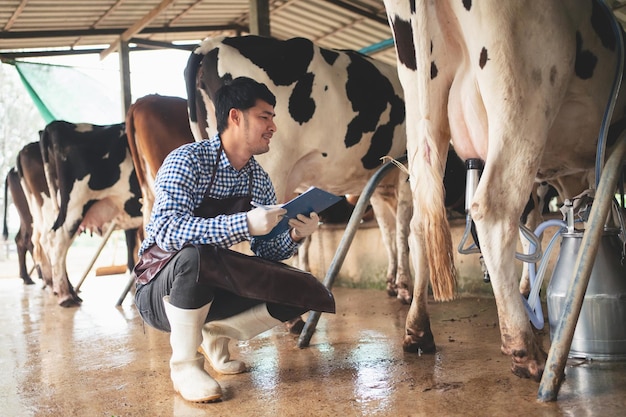 Mannelijke boer die zijn vee en de kwaliteit van de melk in het melkveebedrijf controleert landbouwindustrie landbouw en veeteeltconcept koe op melkveebedrijf die hooi eet koeienstal