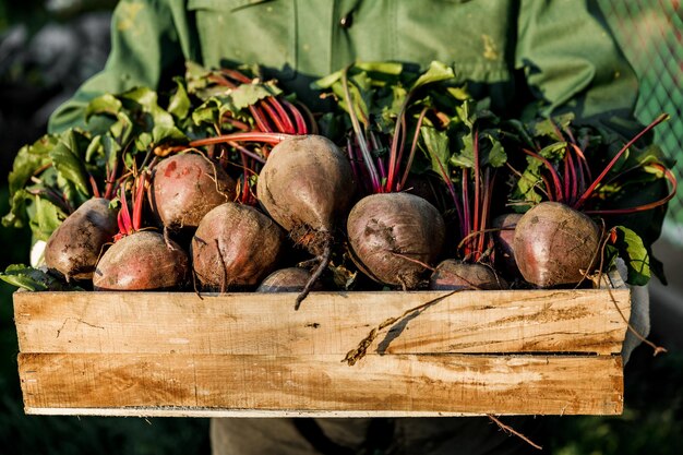 Mannelijke boer houdt een houten kist vol met vers geplukte bieten.