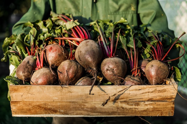 Mannelijke boer houdt een houten kist vol met vers geplukte bieten.