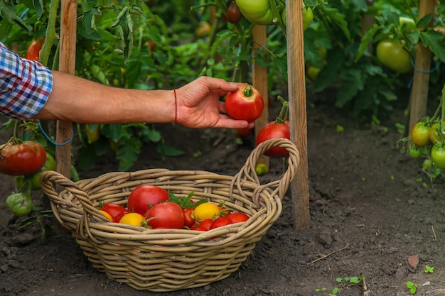 Mannelijke boer oogst tomaten in de tuin Selectieve aandacht