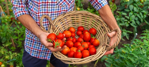 Mannelijke boer oogst tomaten in de tuin Selectieve aandacht