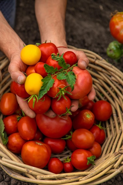 Mannelijke boer oogst tomaten in de tuin Selectieve aandacht