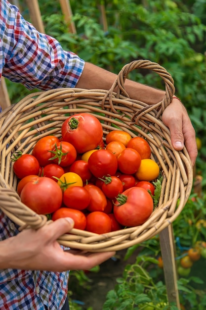 Mannelijke boer oogst tomaten in de tuin Selectieve aandacht