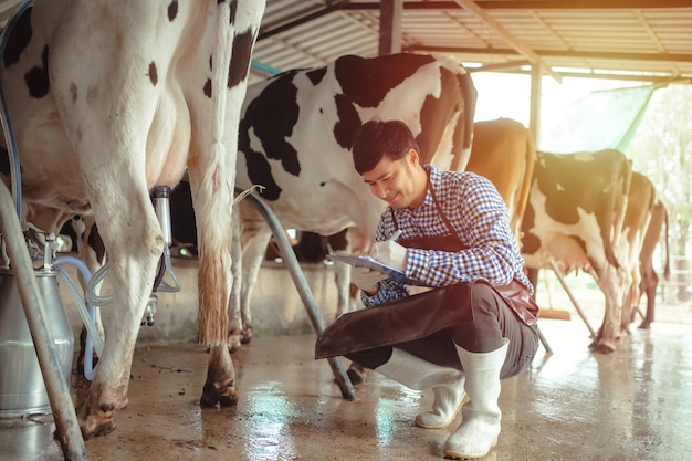 Mannelijke boer werkt en controleert zijn vee in de melkveehouderij landbouwindustrie landbouw en veeteelt concept koe op melkveebedrijf hooi eten stal