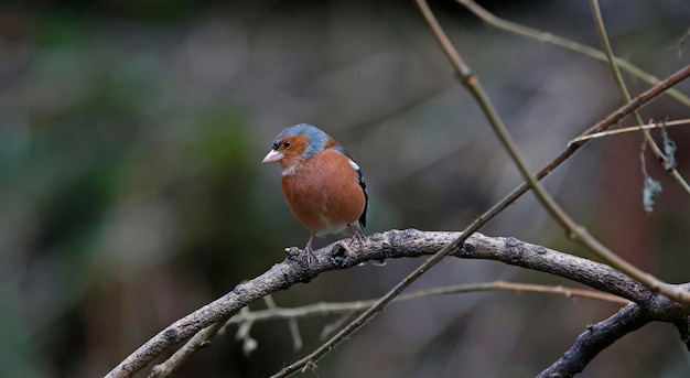 Foto mannelijke chaffinch voedt zich in het bos