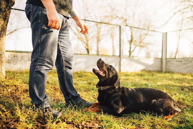 Mannelijke cynoloog met hulphond, die buiten traint. Eigenaar met zijn gehoorzame huisdier buiten, bloedhond huisdier