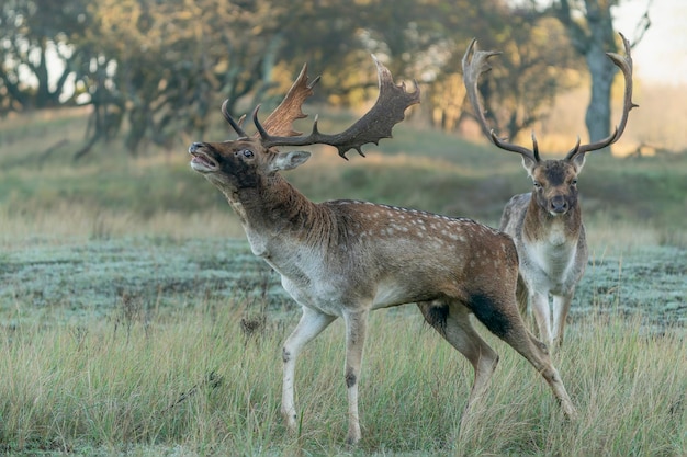 Mannelijke Damherten (Dama dama) in de bronsttijd