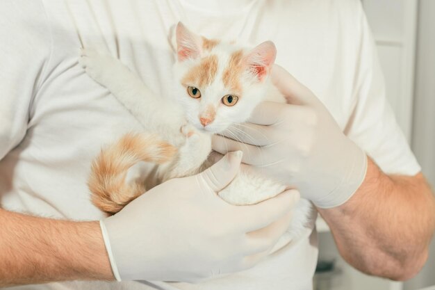 Mannelijke dierenarts in handschoenen en T-shirt houdt wit en gemberkatje in zijn armen, voor medisch onderzoek