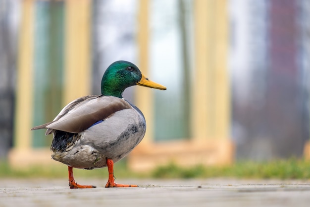 Mannelijke eend met groene kop wandelen in zomer park.