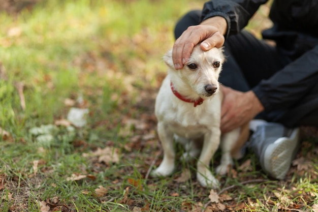 Mannelijke eigenaar die zijn schattige hond aait in het herfstbos