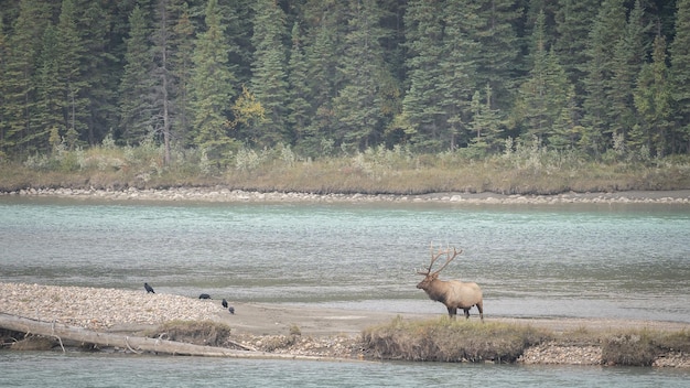 Mannelijke elanden staan midden in de rivier in de Canadese wildernis Jasper NP Canada