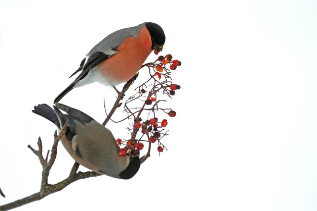 Mannelijke en vrouwelijke Euraziatische goudvink die rode bessen eet in een eikenbos onder zware sneeuwval