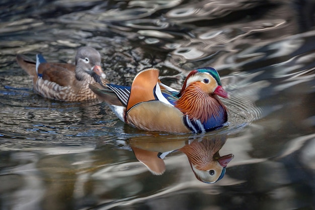 Mannelijke en vrouwelijke mandarin eenden in het water van het meer.