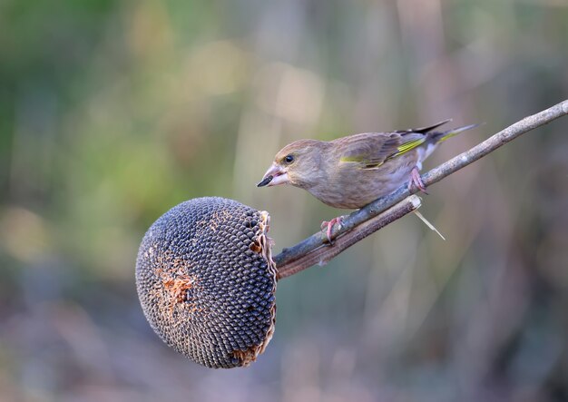 Mannelijke en vrouwelijke volwassen greenfinches genomen close-up op boomtakken