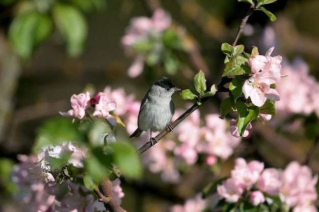 Mannelijke Euraziatische blackcap (Sylvia atricapilla) close-up op een tak van een bloeiende wilde appelboom close-up