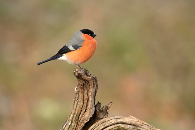 Mannelijke Euraziatische bullfinch in het licht van de late middag in een eiken- en beukenbos op een koude winterdag