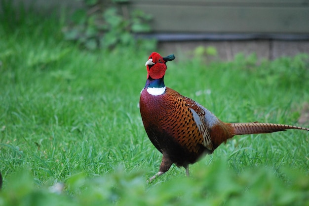 Mannelijke fazant op een grasveld