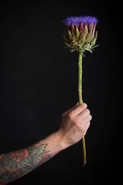 Mannelijke getatoeëerde hand met paarse artisjok bloem op zwarte achtergrond, felicitatie concept, selectieve aandacht