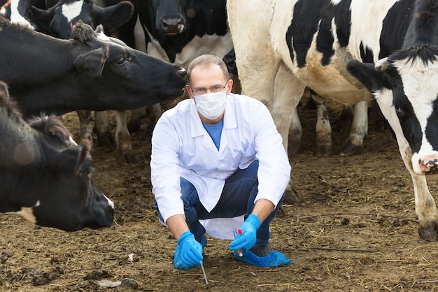 Mannelijke gezondheidswerker neemt een steekproef van koeien op de boerderij