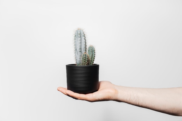 Mannelijke hand die een kleine cactus in zwarte pot op witte achtergrond houdt