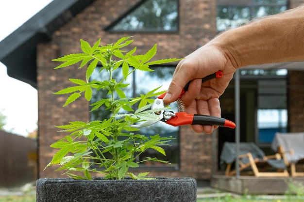 Mannelijke hand met gereedschap snoeien een hennepstruik in een pot Het kweken van marihuana in uw persoonlijke tuin Illegale marihuana teelt