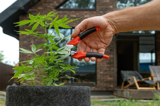 Mannelijke hand met tuingereedschap snoeien een hennepstruik in een pot Marijuana kweken thuis in uw persoonlijke tuin