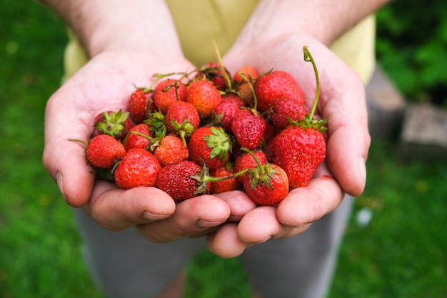 Mannelijke handen houden een hoop rode aardbeien vast