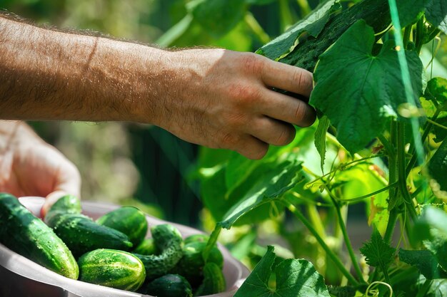 mannelijke handen met een kopje oogsten verse groene komkommers uit de tuin