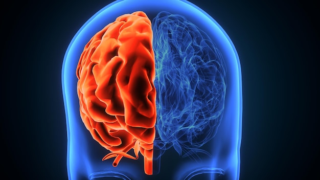 mannelijke hersenen anatomie 3D-illustratie