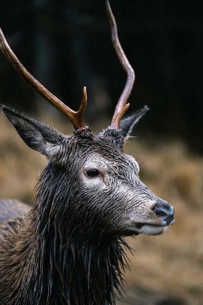 Foto mannelijke herten in glen etive