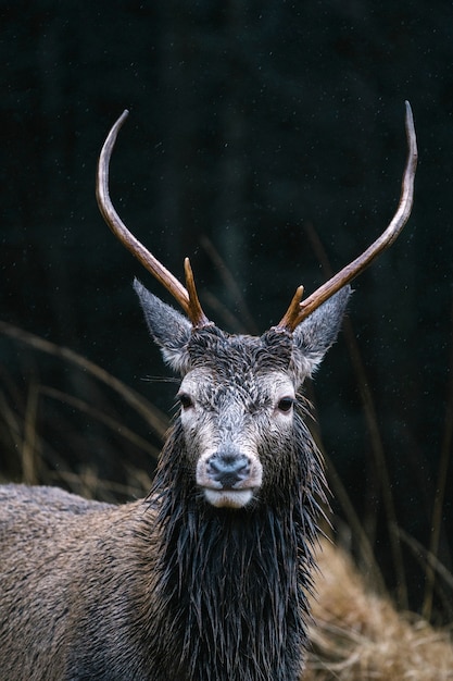 Mannelijke herten in Glen Etive