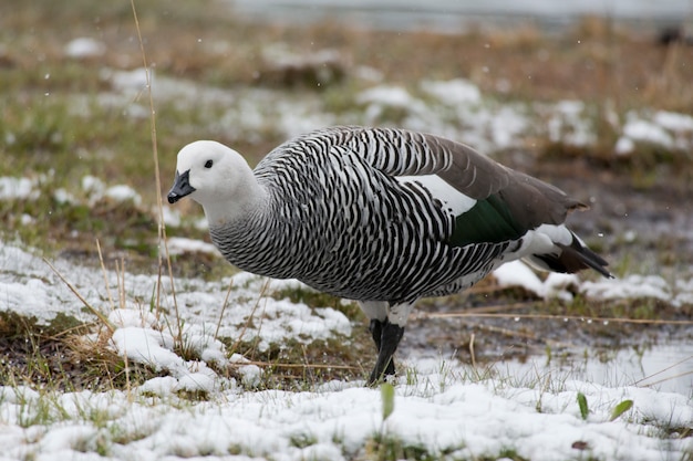 Mannelijke hooglandgans over de sneeuw