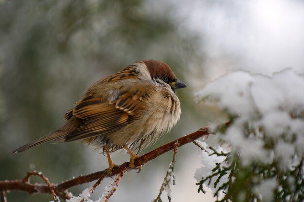 Mannelijke huismus (passer domesticus) zittend op de tak van een spar.