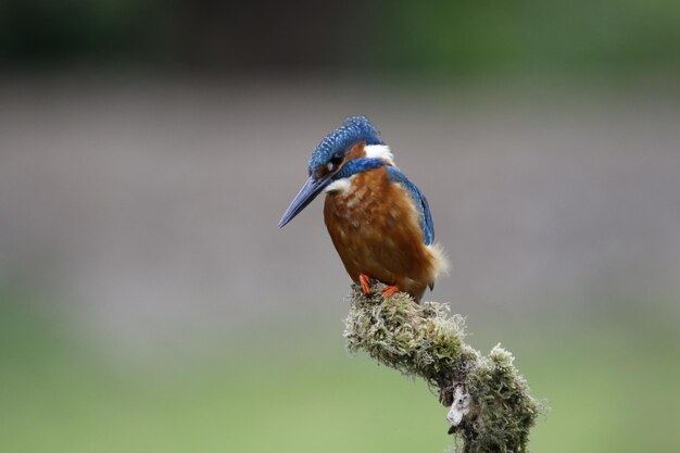 Mannelijke ijsvogel jaagt op vis uit een bemoste tak