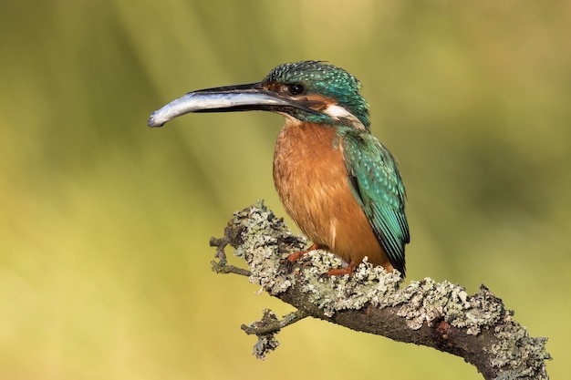 Mannelijke ijsvogel zittend op een tak met gevangen vis in snavel