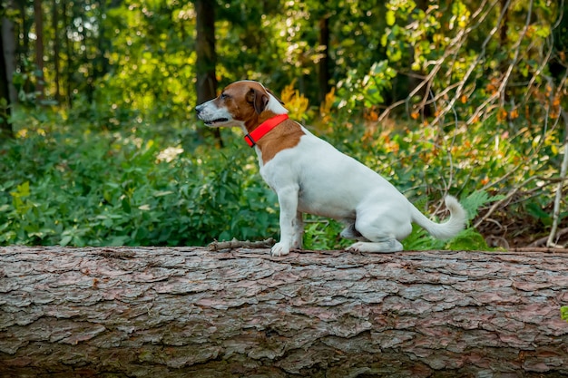 Mannelijke jack russell terrier zit op een boomstam in een bos, zijaanzicht