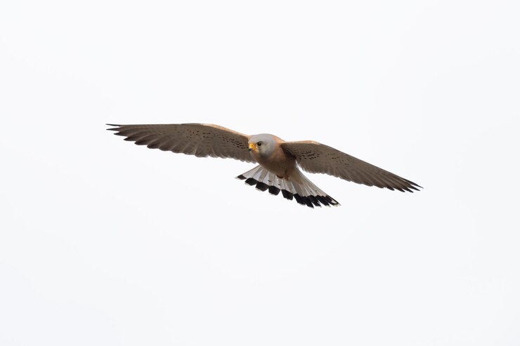 Mannelijke Kestrel Lesser Falco naumanni in vlucht