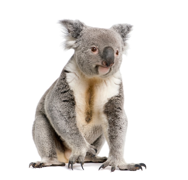 Mannelijke Koala - Phascolarctos cinereus