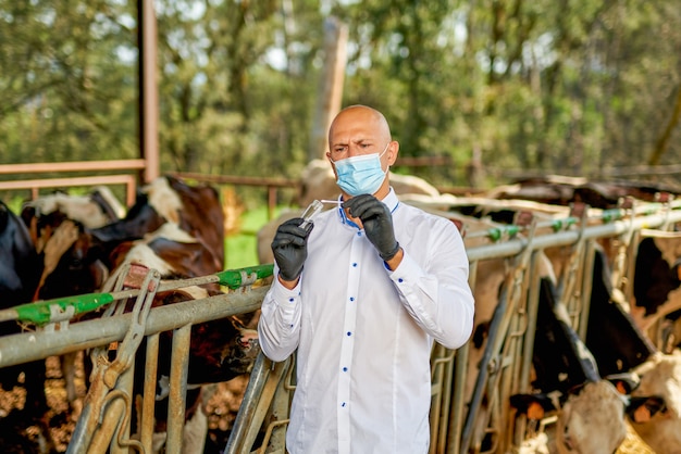 Mannelijke koe dierenarts op boerderij neemt analyses.