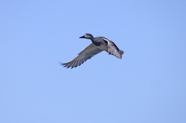 Mannelijke krakermuur (Mareca strepera) geschoten tijdens de vlucht