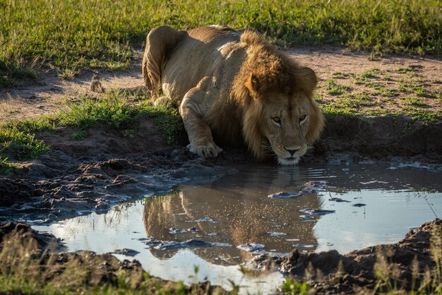 Mannelijke leeuw drinkt uit het zwembad met reflectie