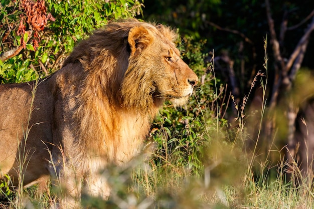 Foto mannelijke leeuw in de struiken staat en kijkt